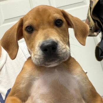Frank -  Hound and Mixed Breed Dog for Adoption in Greensboro, Georgia - Frank | PetCurious