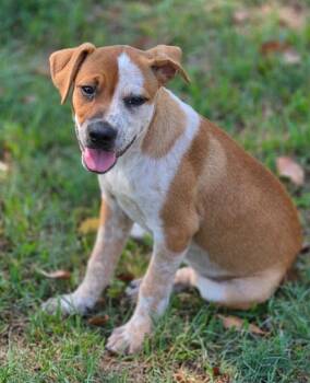 Crilla -  Beagle and Australian Cattle Dog Blue Heeler Dog for Adoption in Morrilton, Arkansas - Crilla | PetCurious