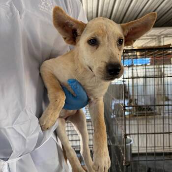 Igglybuff -  Pit Bull Terrier Dog for Adoption in Edinburg, Texas - Igglybuff | PetCurious