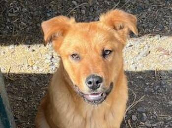 Cattle Dog and Golden Retriever Dogs Available for Adoption - Red | PetCurious