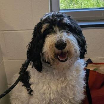 Gus -  Mixed Breed Dog Available for Adoption in Fairport, New York - Gus | PetCurious