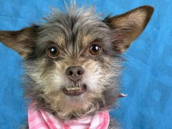 Rescue Yorkshire Terrier Dogs for Adoption in Hondo, Texas - Carly With The Darling Underbite | PetCurious
