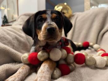 Australian Cattle Dog Blue Heeler Dogs Available for Adoption - Birdie (fka QUINTESSENCE) | PetCurious