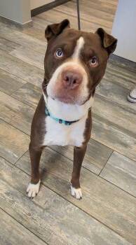 Rescue Pit Bull Terrier Dogs for Adoption in Sidney, Ohio - Eddie Yrly 214 | PetCurious