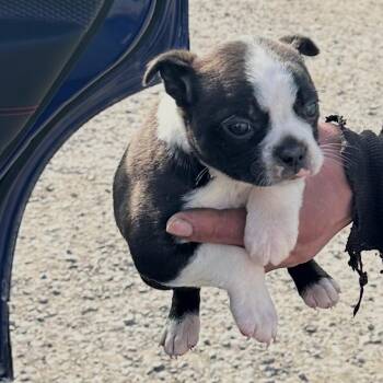 Boston Terrier Dogs Available for Adoption - Sweet Pea | PetCurious
