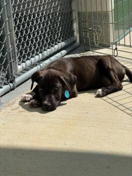 GRANOPHYRE -  Terrier Dog for Adoption in Leesburg, Virginia - GRANOPHYRE | PetCurious