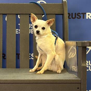 PORT -  Chihuahua and Mixed Breed Dog for Adoption in Waterford, New Jersey - PORT | PetCurious