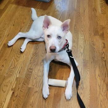 Blue -  Shepherd and Husky Dog for Adoption in Overland Park, Kansas - Blue | PetCurious
