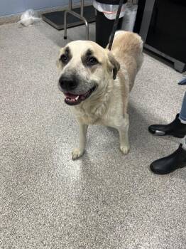 Anatolian Shepherd Dogs Available for Adoption - Sophia | PetCurious