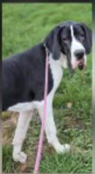 Daphne -  Great Dane Dog for Adoption in Paoli, Indiana - Daphne | PetCurious