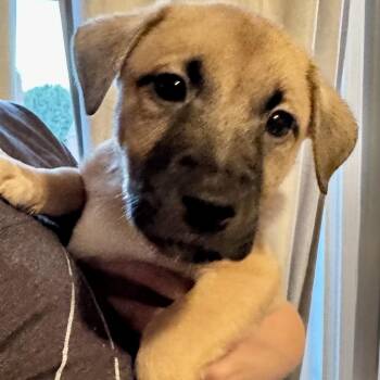 Rowan -  Shepherd Dog for Adoption in Brentwood, Tennessee - Rowan | PetCurious