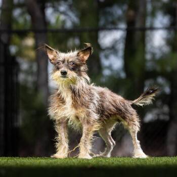 Cairn Terrier Dogs Available for Adoption - Pretzel | PetCurious