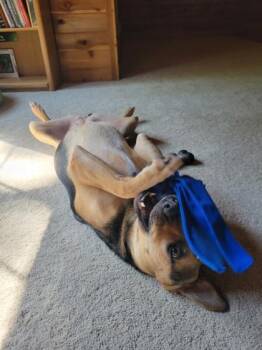 Pookies -  Mixed Breed Dog for Adoption in Atlanta, Georgia - Pookies | PetCurious