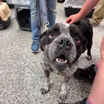 Pirouette -  Mixed Breed Dog for Adoption in Fredericksburg, Virginia - Pirouette | PetCurious