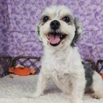 Fay -  Maltese Dog for Adoption in Fort Wayne, Indiana - Fay | PetCurious