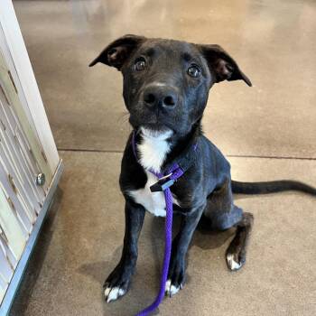 Nickie -  Mixed Breed Dog for Adoption in Chattanooga, Tennessee - Nickie | PetCurious