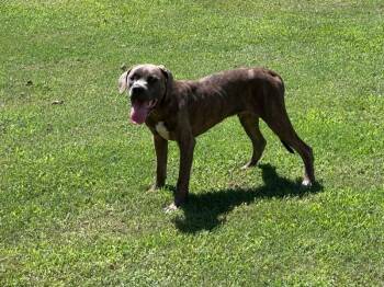 June Bug -  Pit Bull Terrier and Mixed Breed Dog for Adoption in Providence Forge, Virginia - June Bug | PetCurious