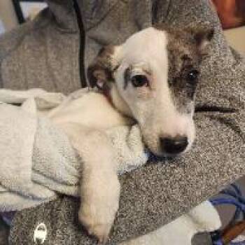 Australian Shepherd Dogs Available for Adoption in Monticello, New York - Kuromi | PetCurious