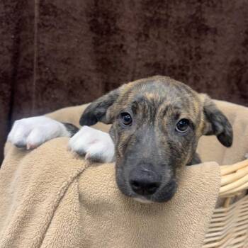 Catahoula Leopard Dog and Hound Dogs Available for Adoption in Belleville, Illinois - Shiloh | PetCurious