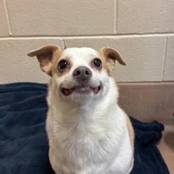 Chocolate Love -  Chihuahua and Mixed Breed Dog for Adoption in Reno, Nevada - Chocolate Love | PetCurious