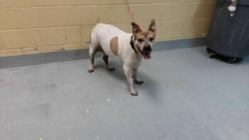 KANSAS -  Pit Bull Terrier Dog for Adoption in Tulsa, Oklahoma - KANSAS | PetCurious
