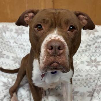 Hannah -  Pit Bull Terrier Dog for Adoption in Valparaiso, Indiana - Hannah | PetCurious