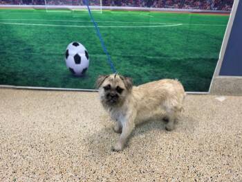 Brussels Griffon and Pug Dogs Available for Adoption in Doral, Florida - PANGO | PetCurious