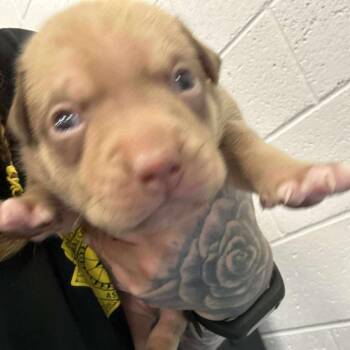 Rescue Black Mouth Cur and Pit Bull Terrier Dogs for Adoption in Spring Hill, Kansas - Latte | PetCurious