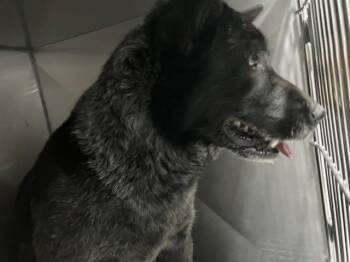 Mixed Breed Dogs Available for Adoption - LILI | PetCurious
