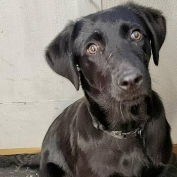 Margo -  Mixed Breed Dog Available for Adoption in Walker, Michigan - Margo | PetCurious