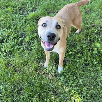 Rebel -  Black Mouth Cur Dog for Adoption in Sherman, Illinois - Rebel | PetCurious