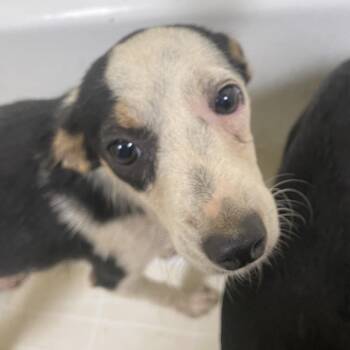 Mochie -  Chihuahua and Mixed Breed Dog for Adoption in Palestine, Texas - Mochie | PetCurious