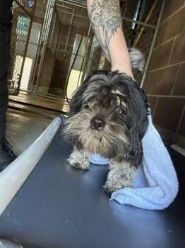 Marah -  Shih Tzu and Mixed Breed Dog for Adoption in Savannah, Georgia - Marah | PetCurious