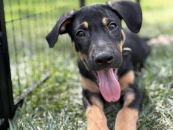 Rescue Labrador Retriever and German Shepherd Dog Dogs for Adoption in Hatfield, Pennsylvania - Tyson | PetCurious