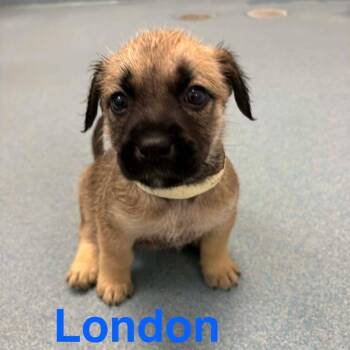 London *Arriving 7/25* D11745 -  Border Terrier and Mixed Breed Dog for Adoption - London *Arriving 7/25* D11745 | PetCurious