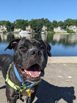 Big Midnight -  Mixed Breed Dog for Adoption in Fairfax, Virginia - Big Midnight | PetCurious