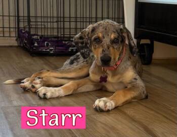 Hound and Rhodesian Ridgeback Dogs Available for Adoption in Fort Worth, Texas - Starr, Sutton And Shelby | PetCurious