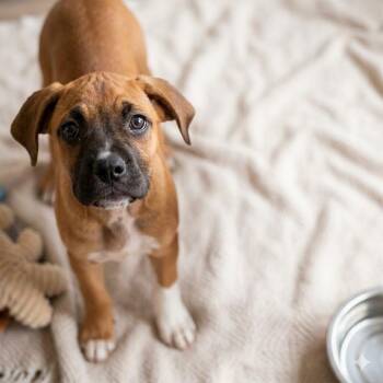 Poppy -  Mixed Breed Dog for Adoption in Austin, Texas - Poppy | PetCurious