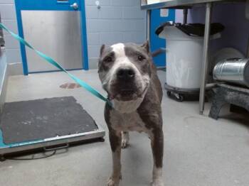 DOZER -  Pit Bull Terrier and Mixed Breed Dog for Adoption in Albuquerque, New Mexico - DOZER | PetCurious