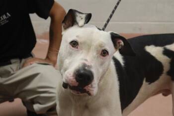 Rescue Mixed Breed Dogs for Adoption in Columbia, South Carolina - SPOT | PetCurious