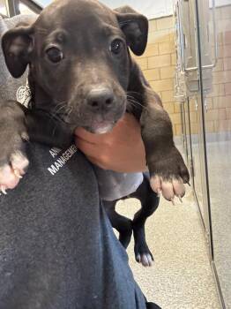 Twist -  Pit Bull Terrier and Mixed Breed Dog for Adoption in Greenfield, Indiana - Twist | PetCurious