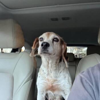 Beagle Dogs Available for Adoption in Parrish, Alabama - Barb | PetCurious
