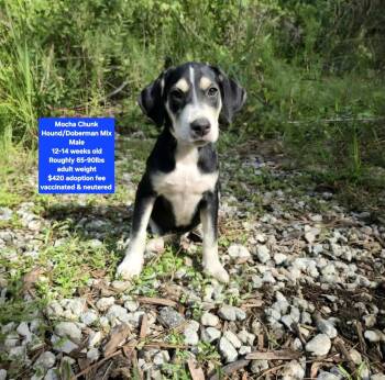 Mocha Chunk -  Hound and Doberman Pinscher Dog for Adoption in Oviedo, Florida - Mocha Chunk | PetCurious