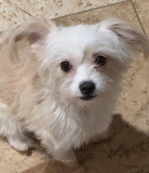 Little Star -  Maltese Dog for Adoption - Little Star | PetCurious