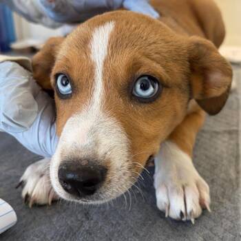 Maize -  Hound and Cattle Dog Dog for Adoption in Nashville, Tennessee - Maize | PetCurious