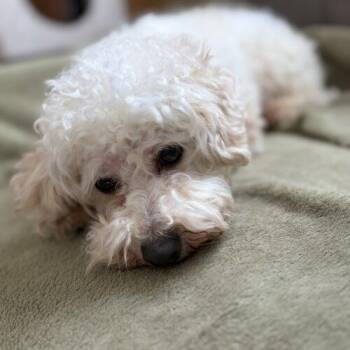 Miniature Poodle and Bichon Frise Dogs Available for Adoption in Vienna, Ontario - Paddy (Pearl) | PetCurious