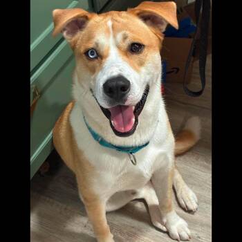 Dodge -  Labrador Retriever and Husky Dog for Adoption in Rochester, New York - Dodge | PetCurious