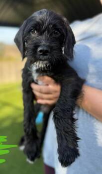 Tito -  Labradoodle and Pug Dog for Adoption in San Diego, California - Tito | PetCurious