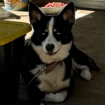 Blue -  Husky and Mixed Breed Dog for Adoption in Birmingham, Alabama - Blue | PetCurious