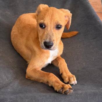L Pup: Lucky -  Labrador Retriever and Mixed Breed Dog for Adoption in Falls Church, Virginia - L Pup: Lucky | PetCurious